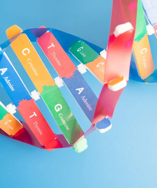 DNA or Deoxyribonucleic acid is a double helix chains structure formed by base pairs attached